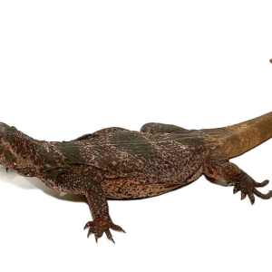 Chuckwalla for Sale