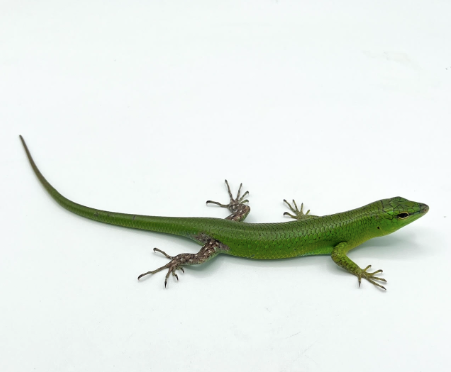 Fire Skink for Sale