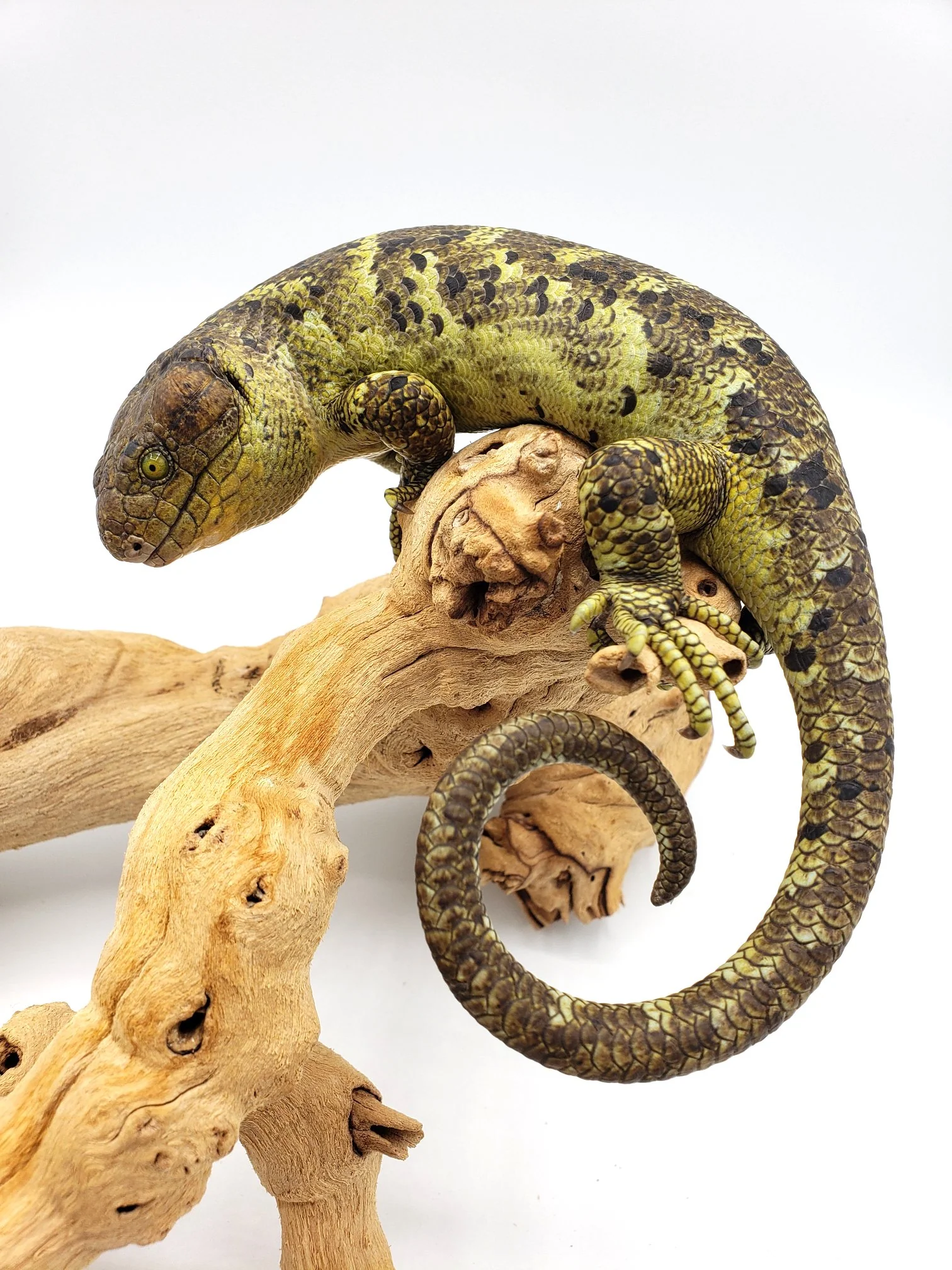 Monkey Tail Skink For Sale