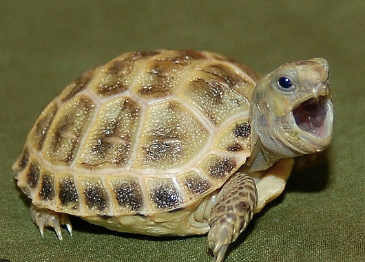 Russian Tortoise for Sale
