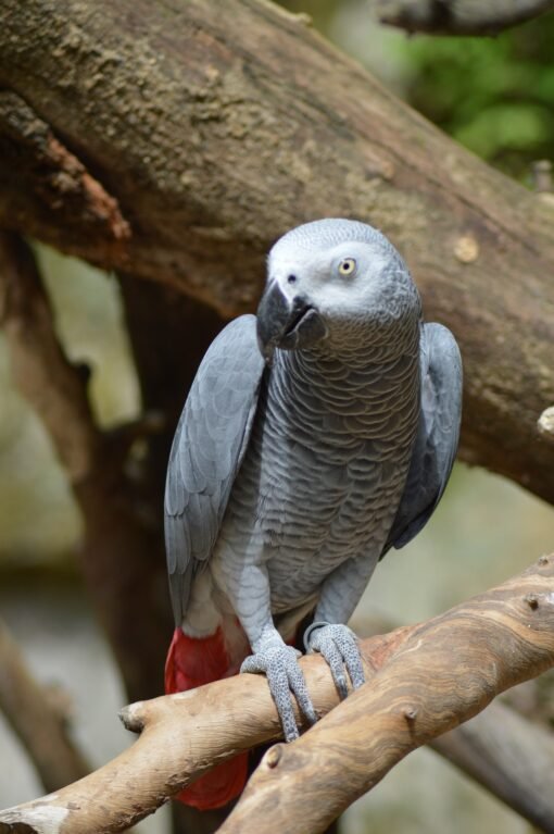 Alpha Congo African Grey Parrot
