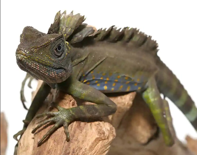 Great Anglehead Lizard For Sale