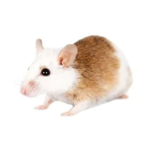 Frozen African Soft Fur Rats (ASF) - Adult