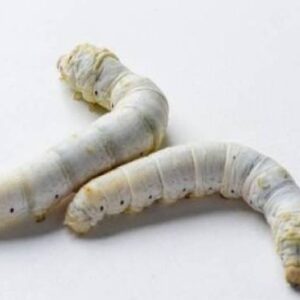 Silkworms For Sale